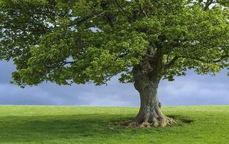 一棵树,探寻自然生命的奥秘与智慧