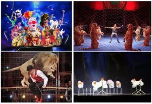 疯狂马戏团,欢乐与冒险的狂欢盛宴